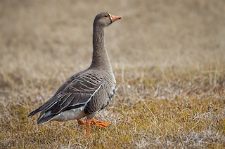 Greater White-fronted Goose, ML64787661