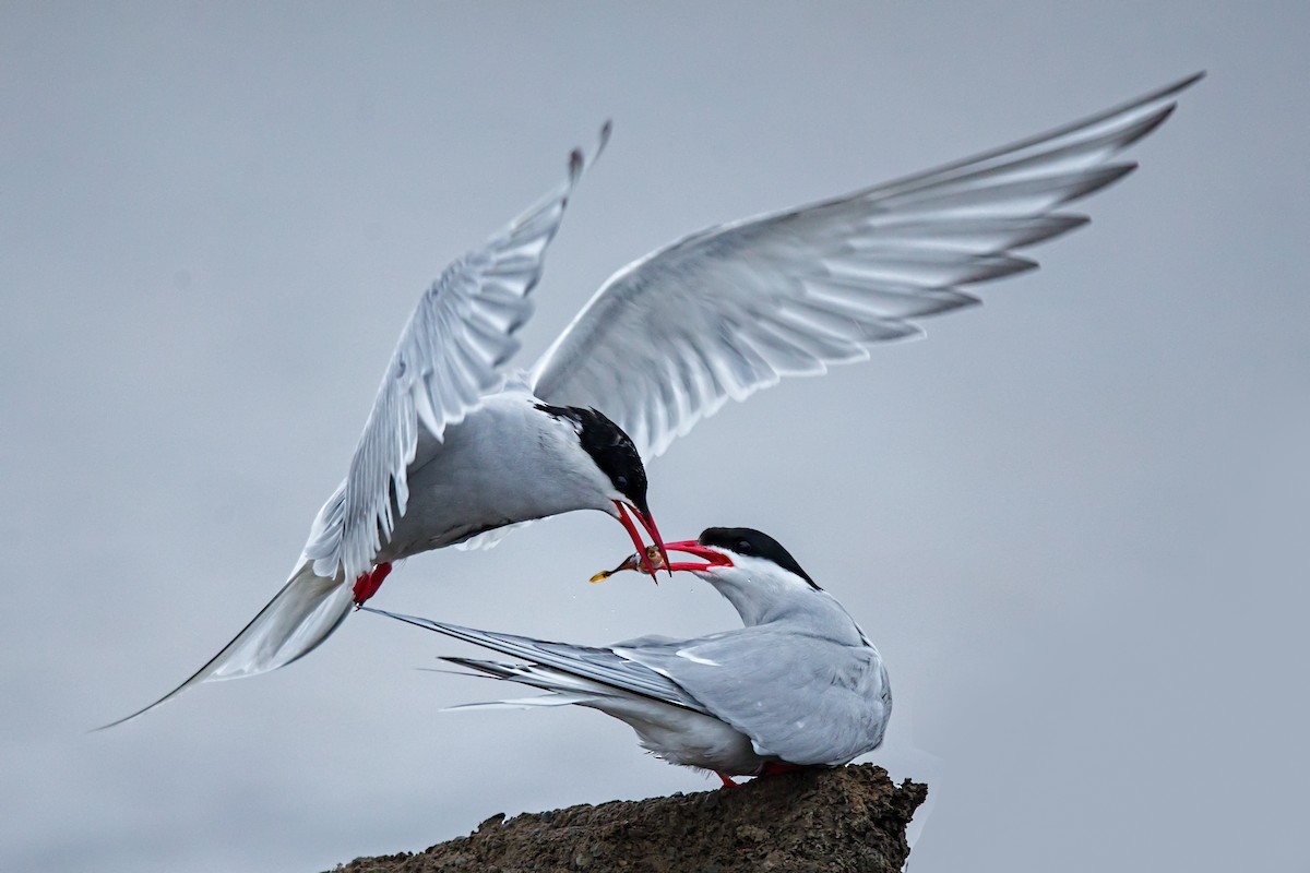 Arctic Tern - Eric Gofreed
