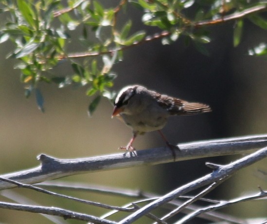White-crowned Sparrow (oriantha) - ML64789831