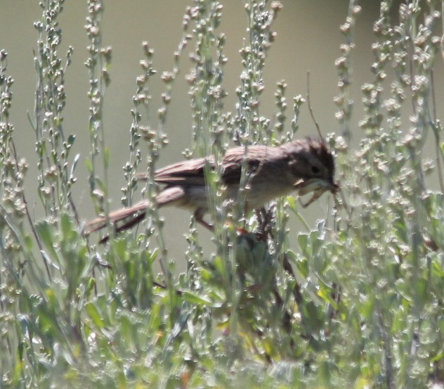 White-crowned Sparrow (oriantha) - Bob Archer