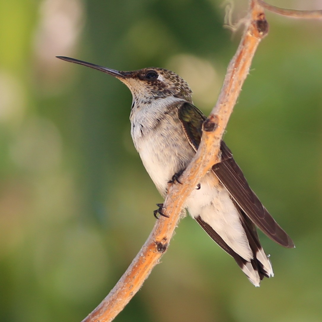 Black-chinned Hummingbird - Pete Dunten