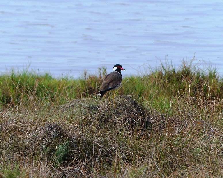Red-wattled Lapwing - forest venkat