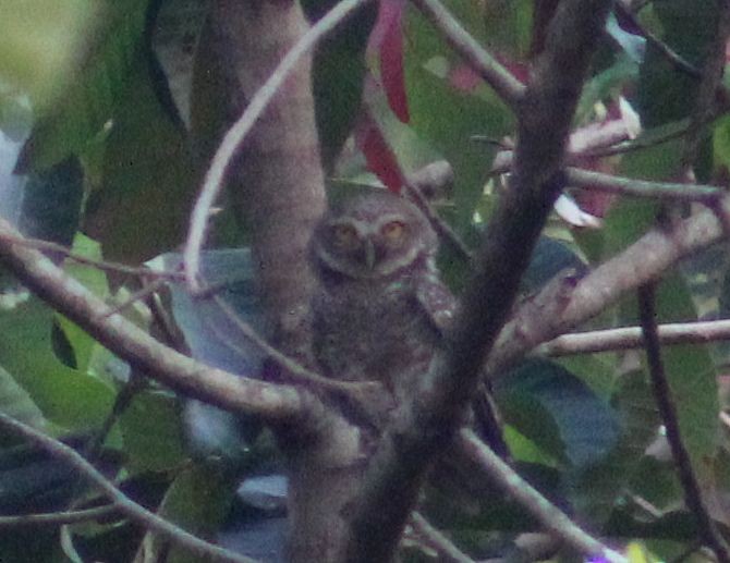 Spotted Owlet - Alison Sample