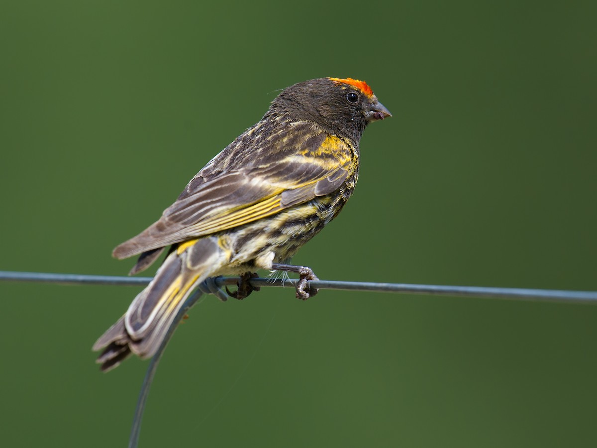 Fire-fronted Serin - ML64793271