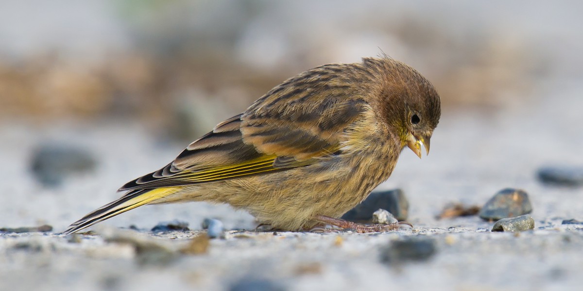 Fire-fronted Serin - ML64793761