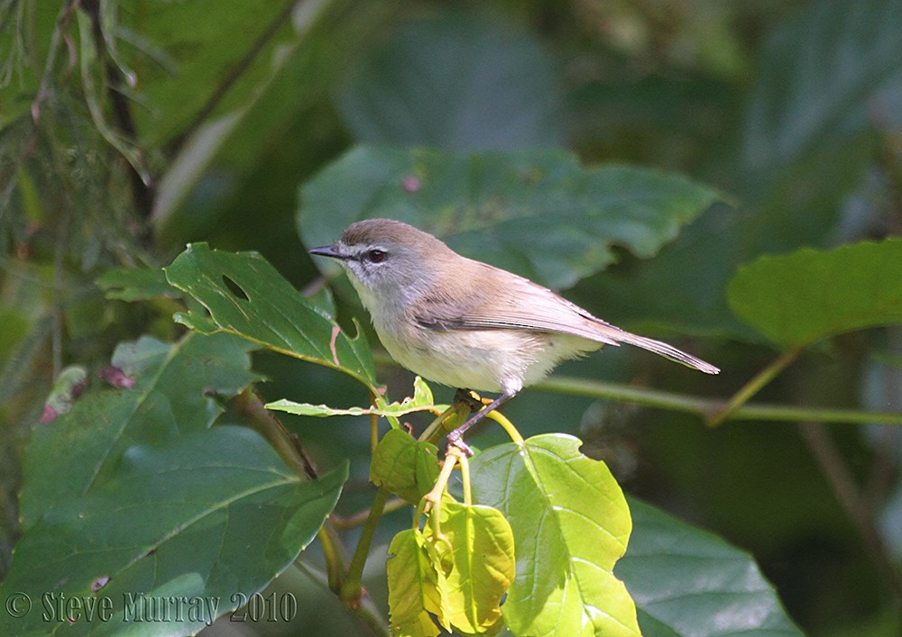 Brown Gerygone - ML64793921