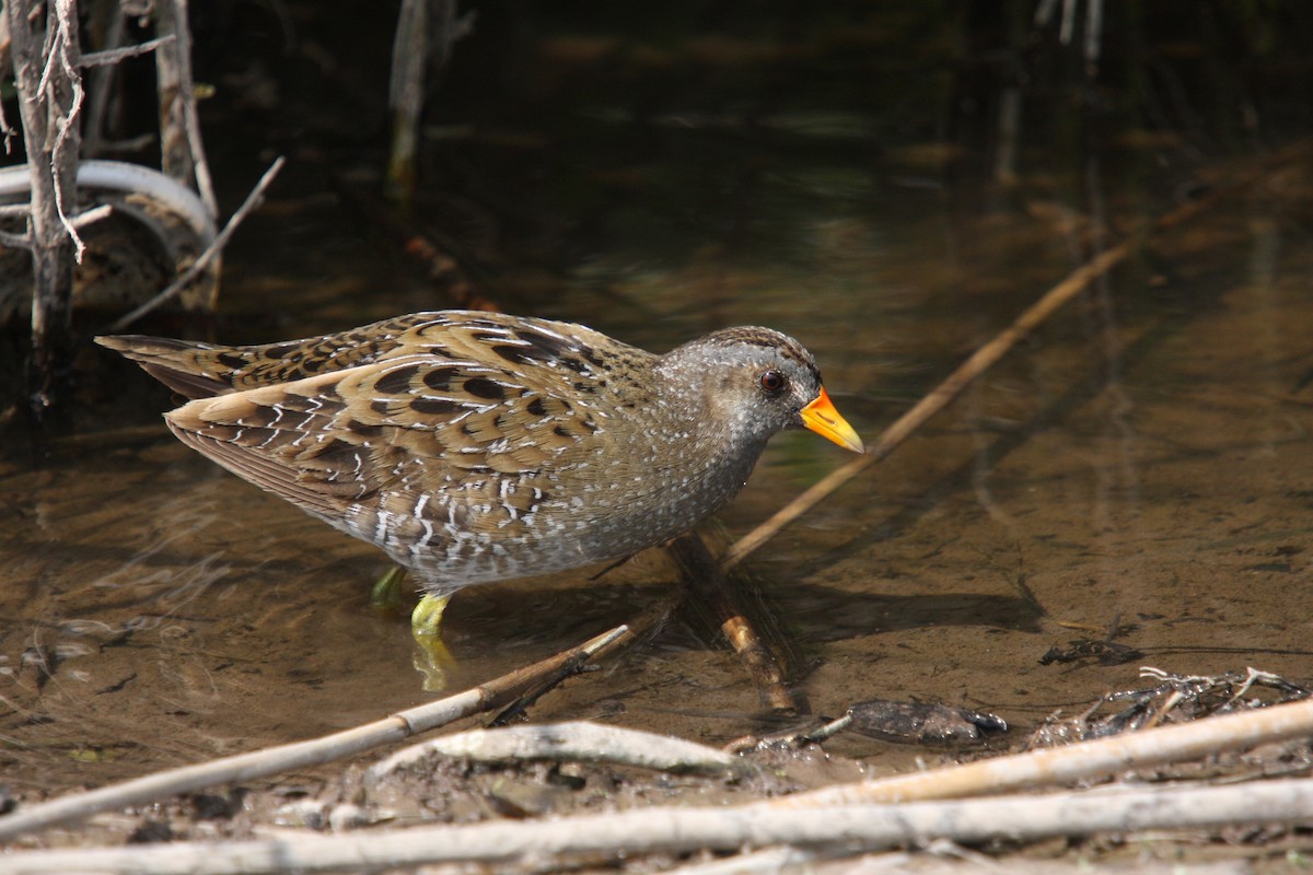 Spotted Crake - ML64794141