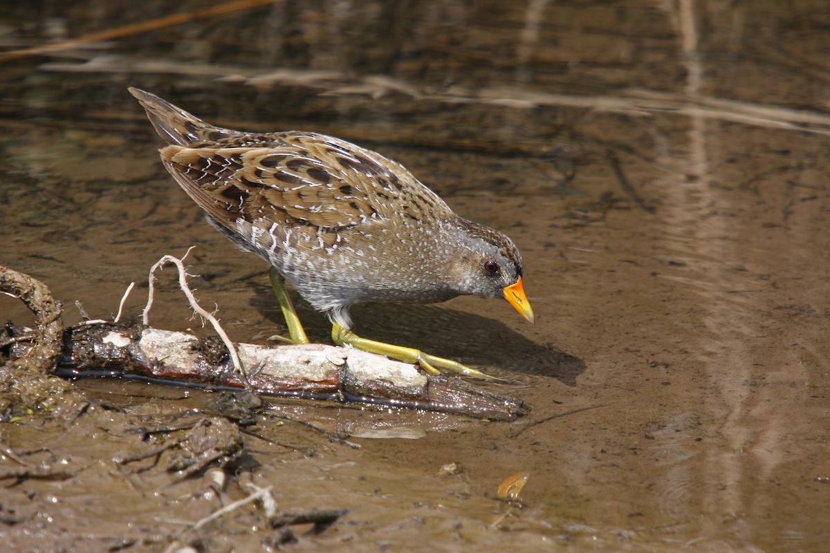 Spotted Crake - ML64794151