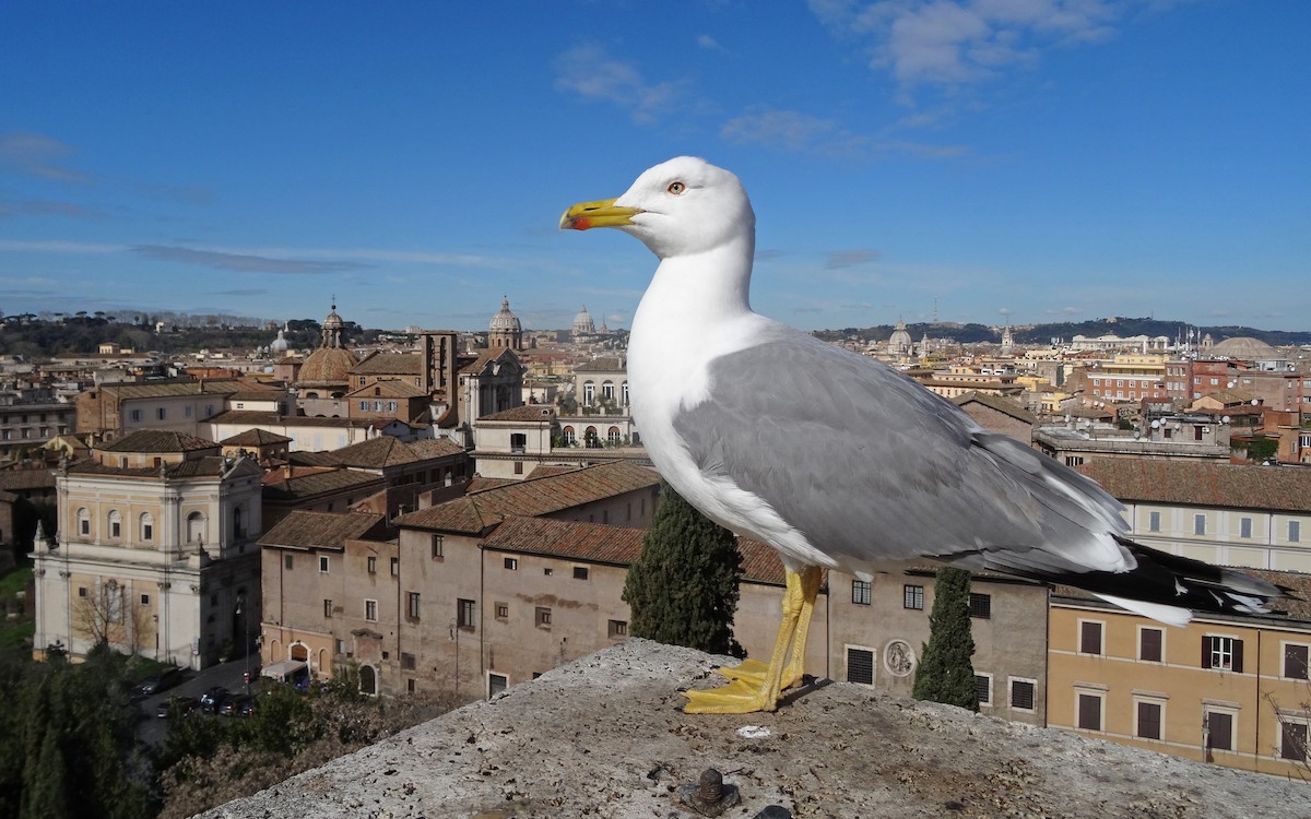 Yellow-legged Gull (michahellis) - ML64794911