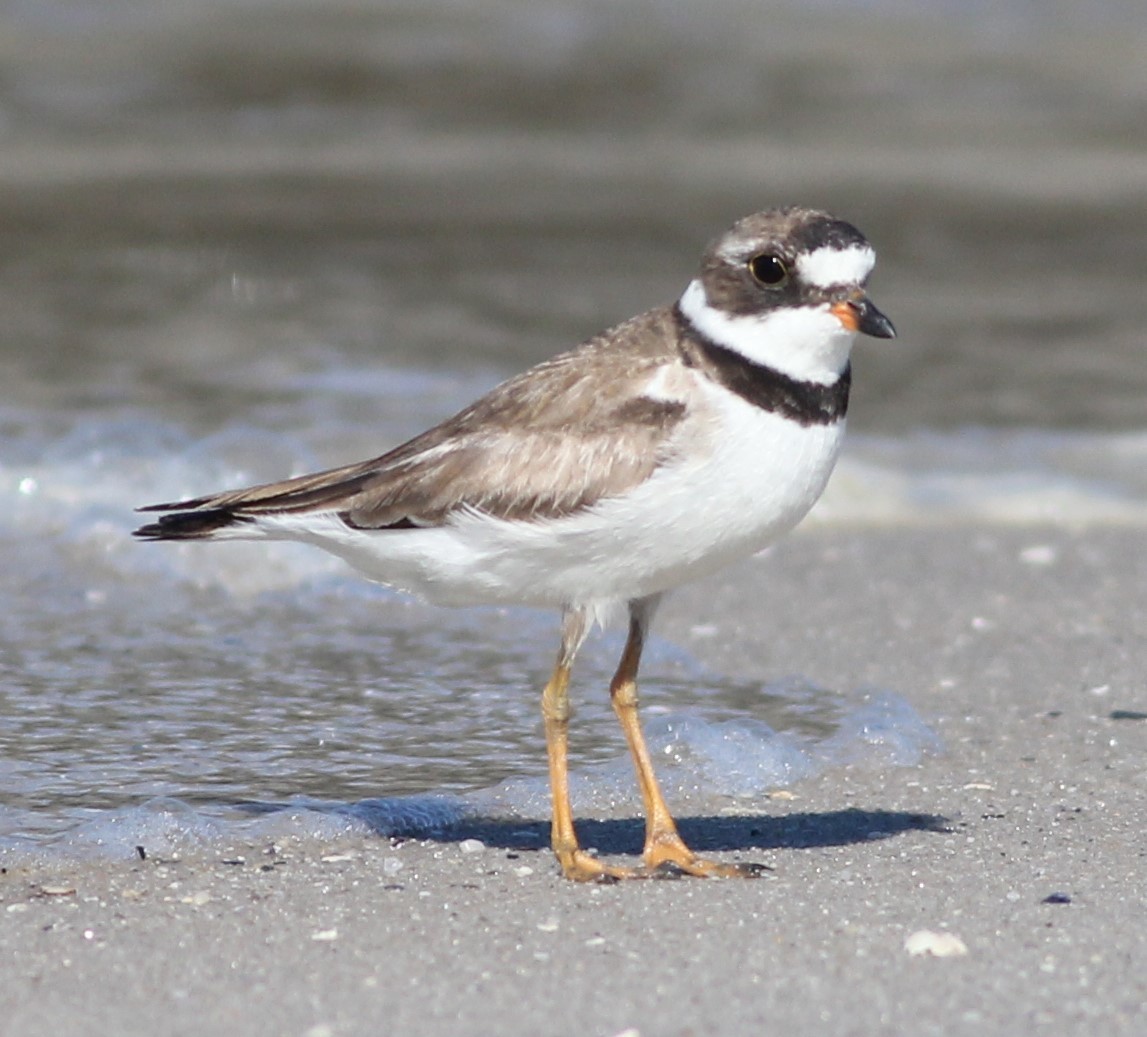 Semipalmated Plover - ML64798321