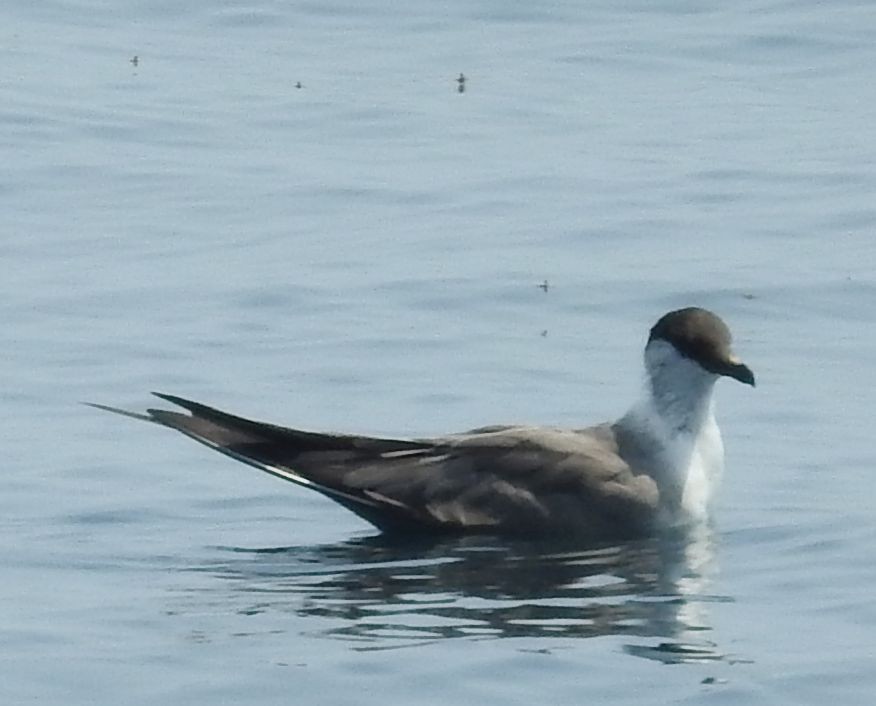 Long-tailed Jaeger - ML64798361