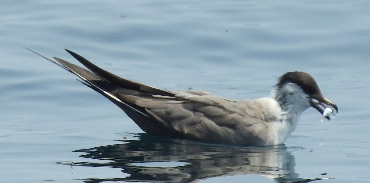Long-tailed Jaeger - ML64798381