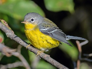 Magnolia Warbler - eBird
