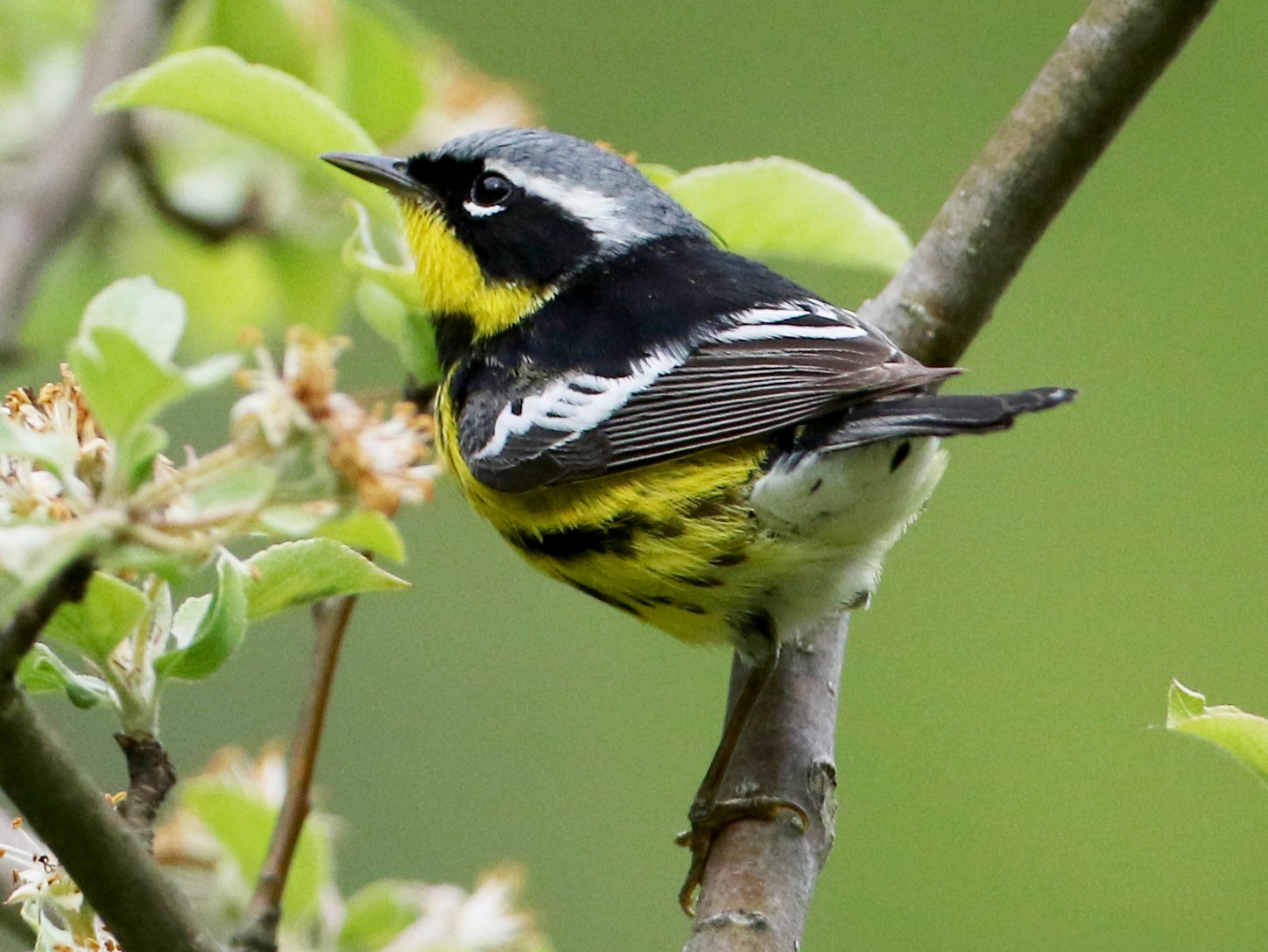 Magnolia Warbler - Jay McGowan