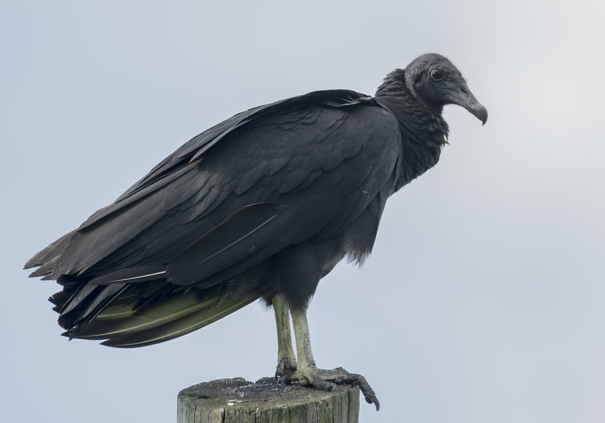 Black Vulture - joseph mileyka