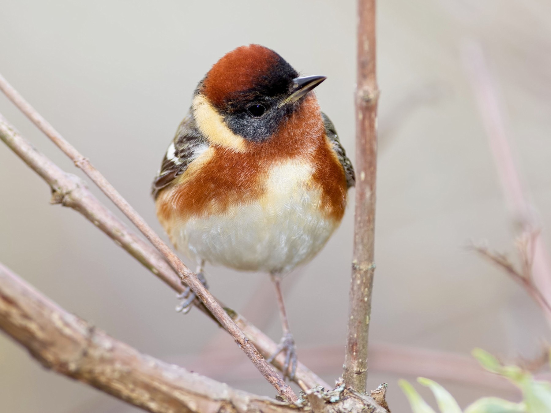 Bay-breasted Warbler - Shailesh Pinto