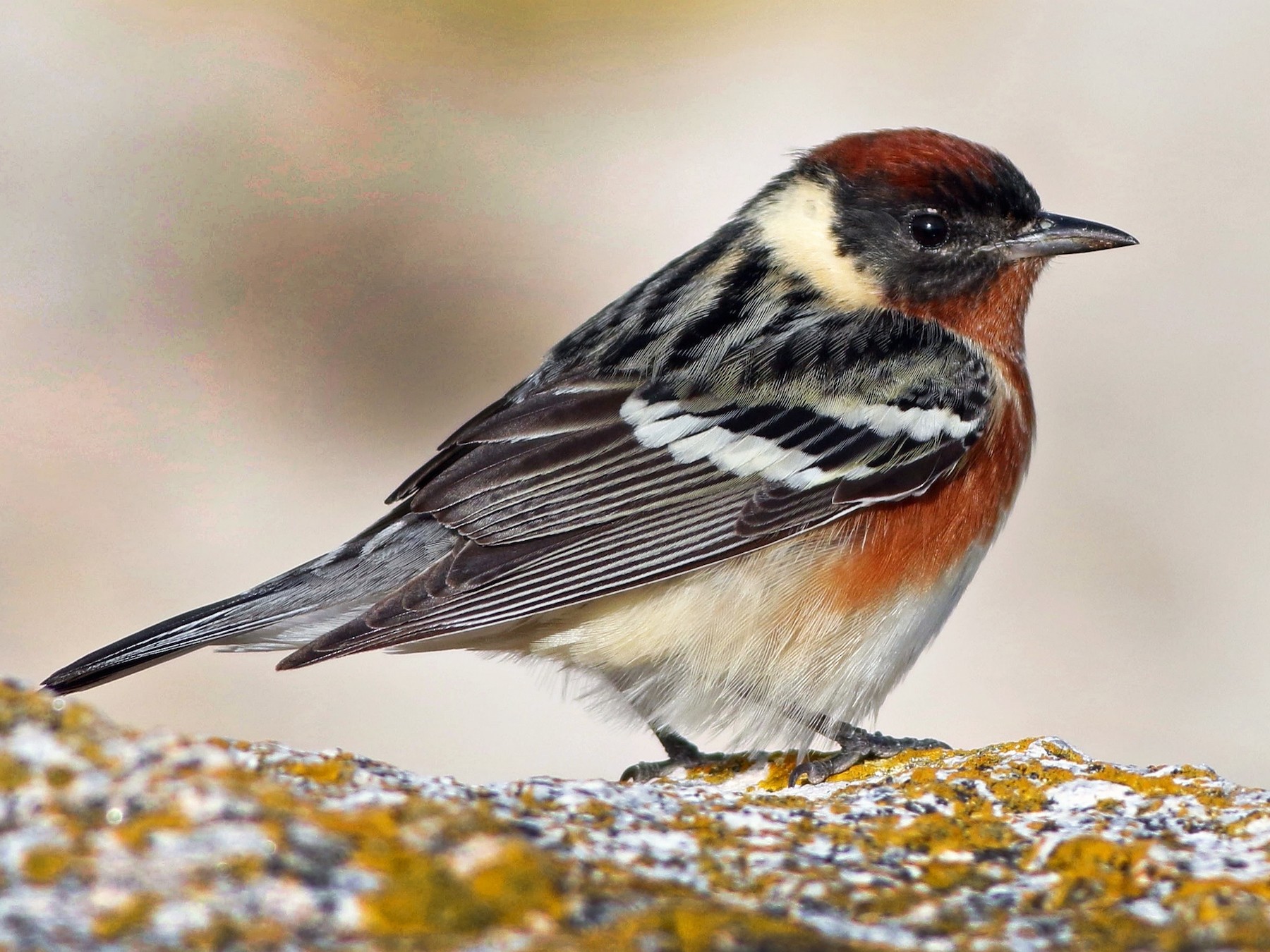 Baybreasted Warbler eBird Canada