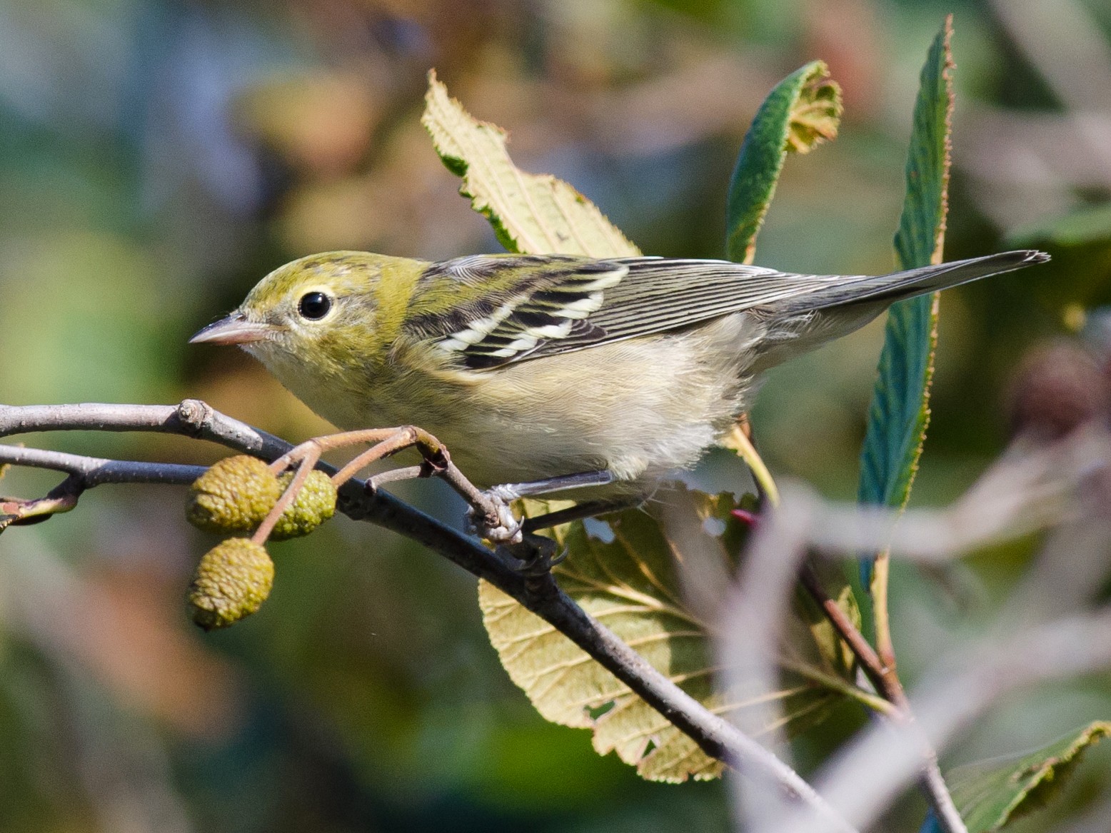 Bay-breasted Warbler - Alix d'Entremont