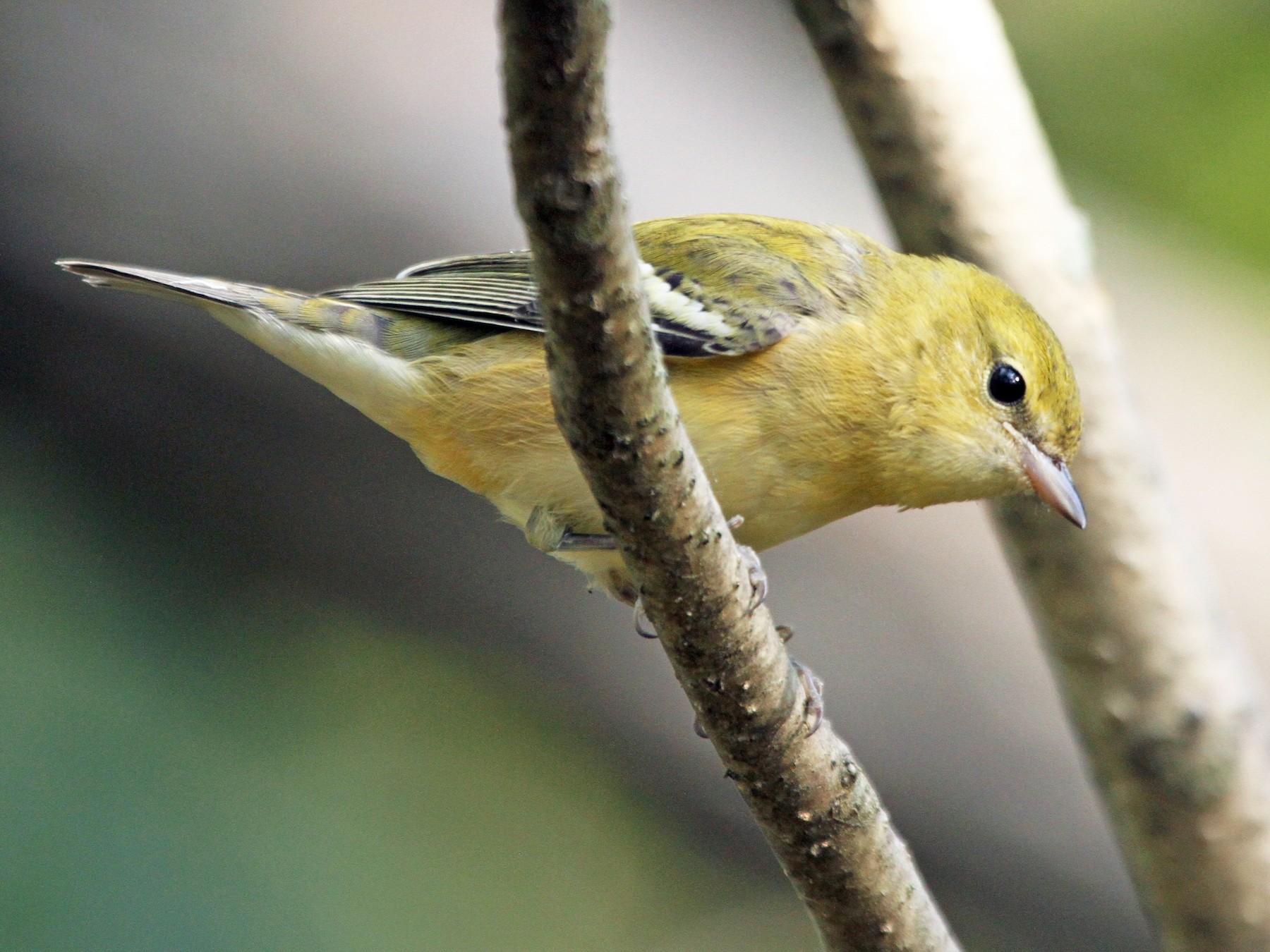 Bay-breasted Warbler - eBird