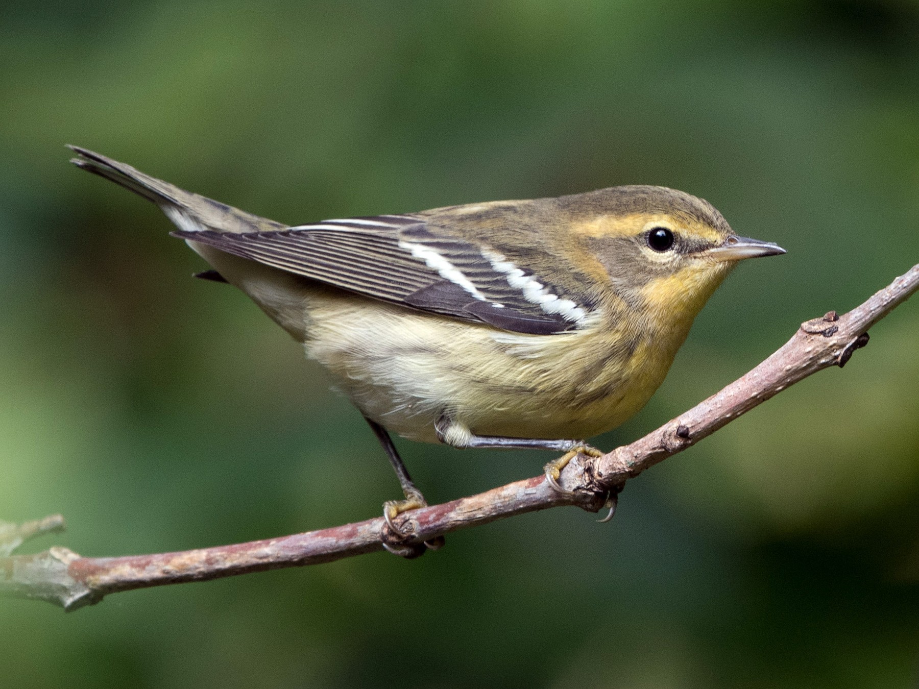 Blackburnian Warbler - William Higgins