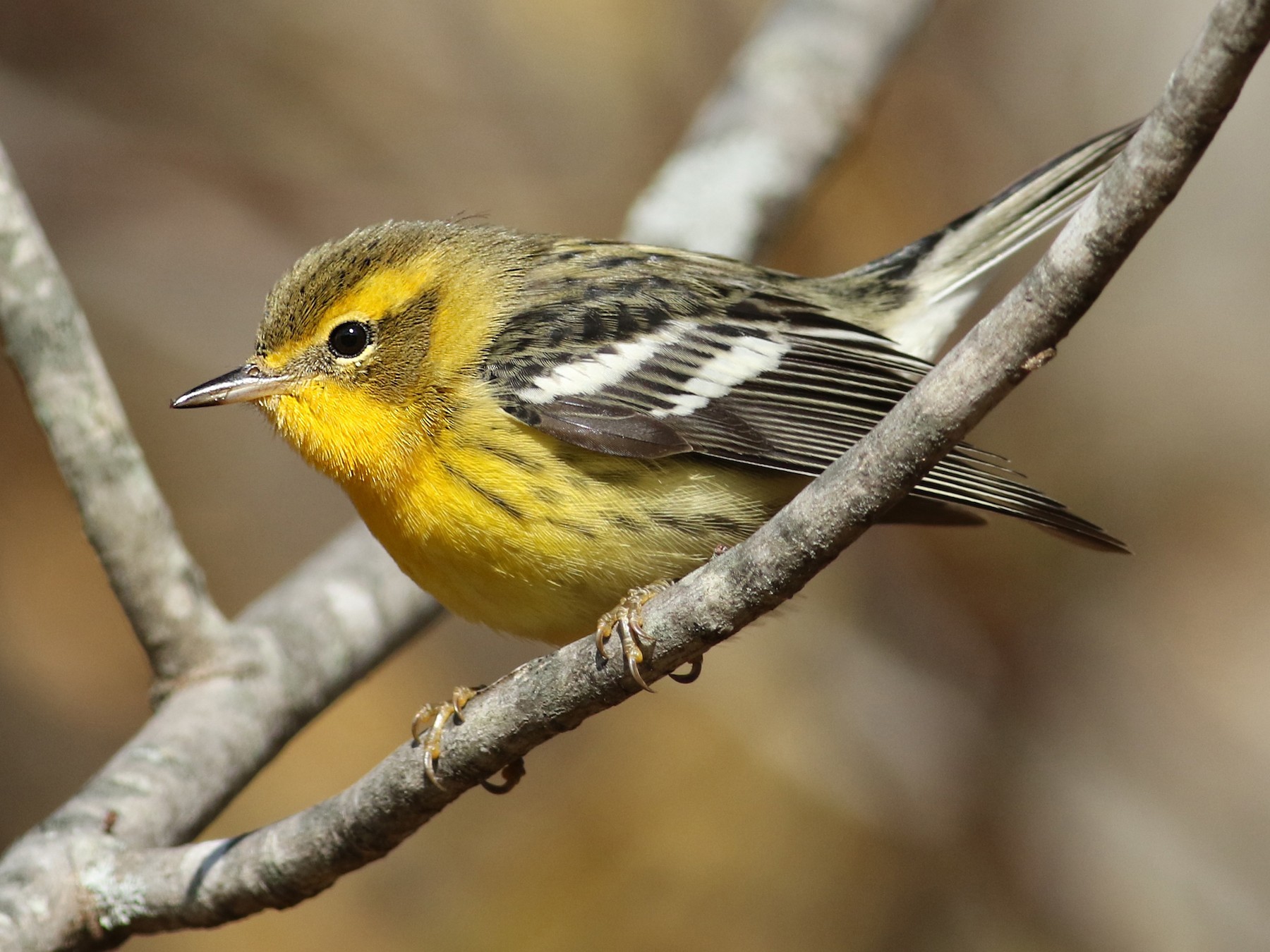 blackburnian warbler flying