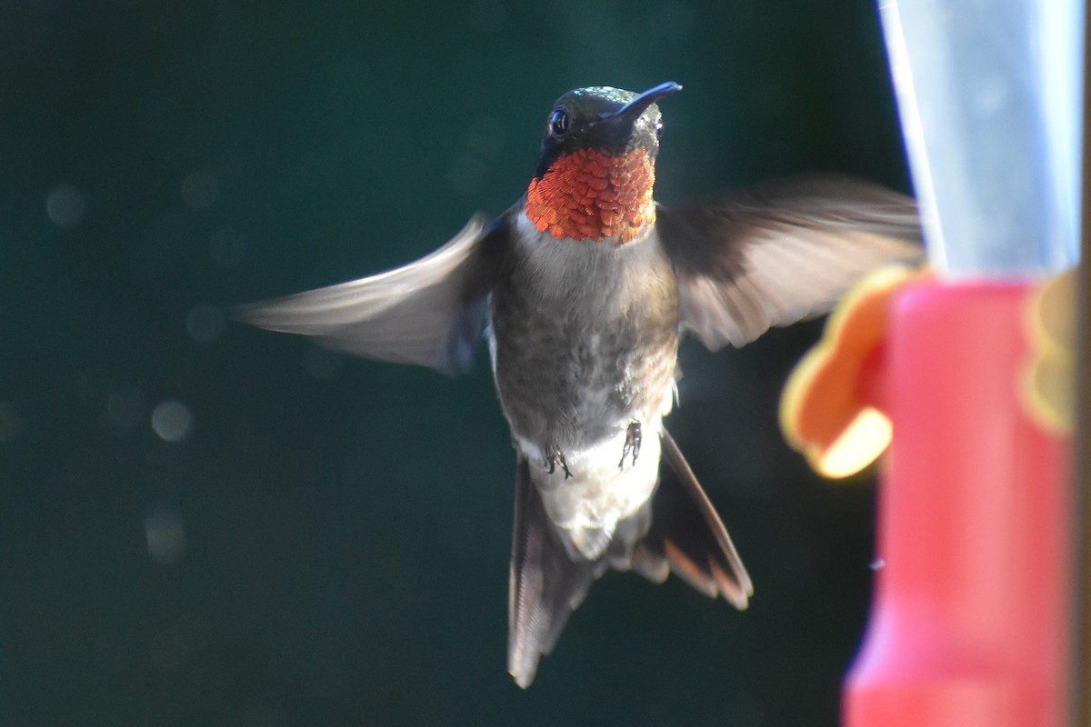 Ruby-throated Hummingbird - ML64802631