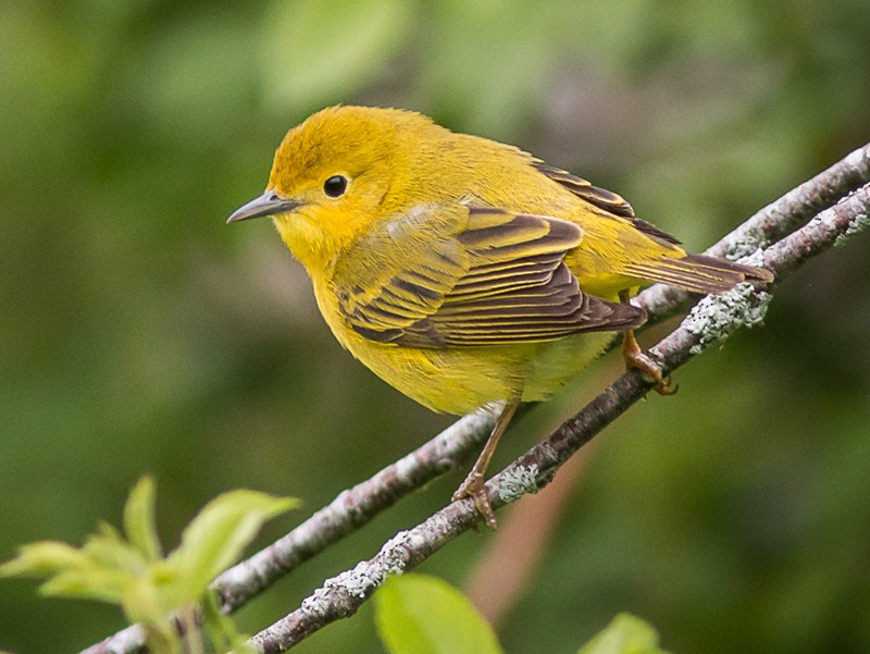 Yellow Warbler - Wisconsin Breeding Bird Atlas