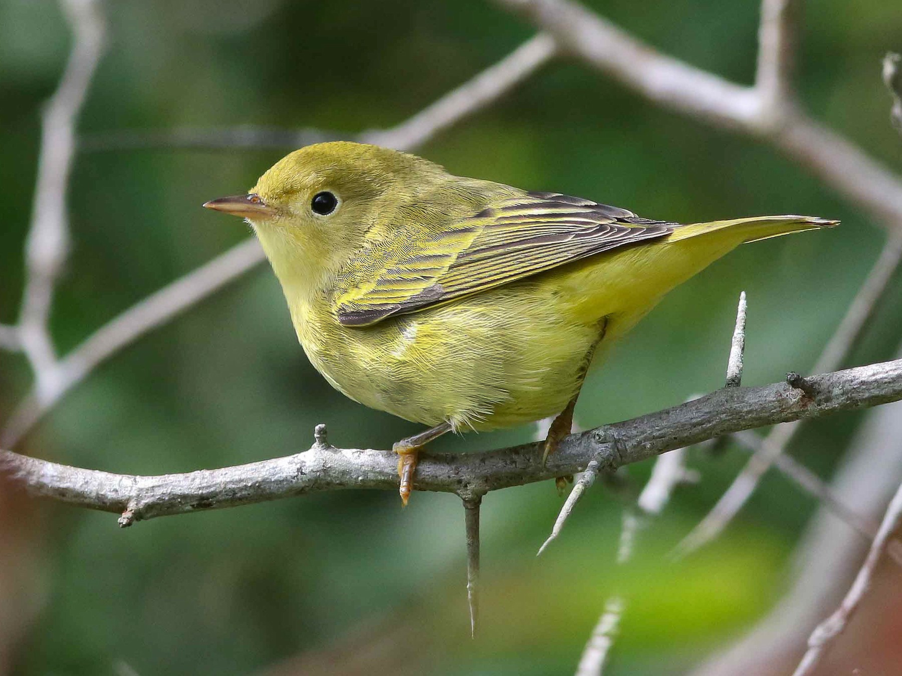 yellow warbler immature