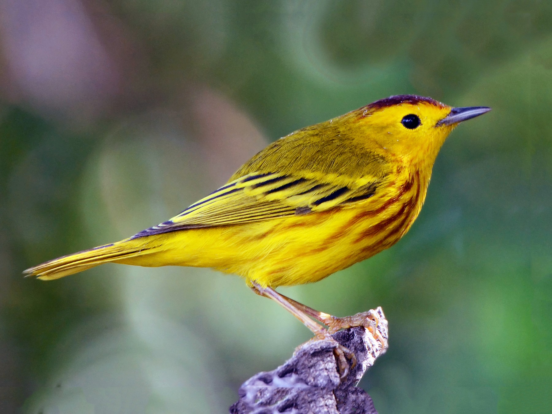 Yellow Warbler eBird