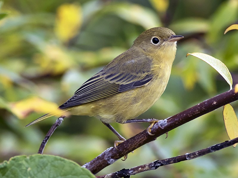 Yellow Warbler - Zak Pohlen