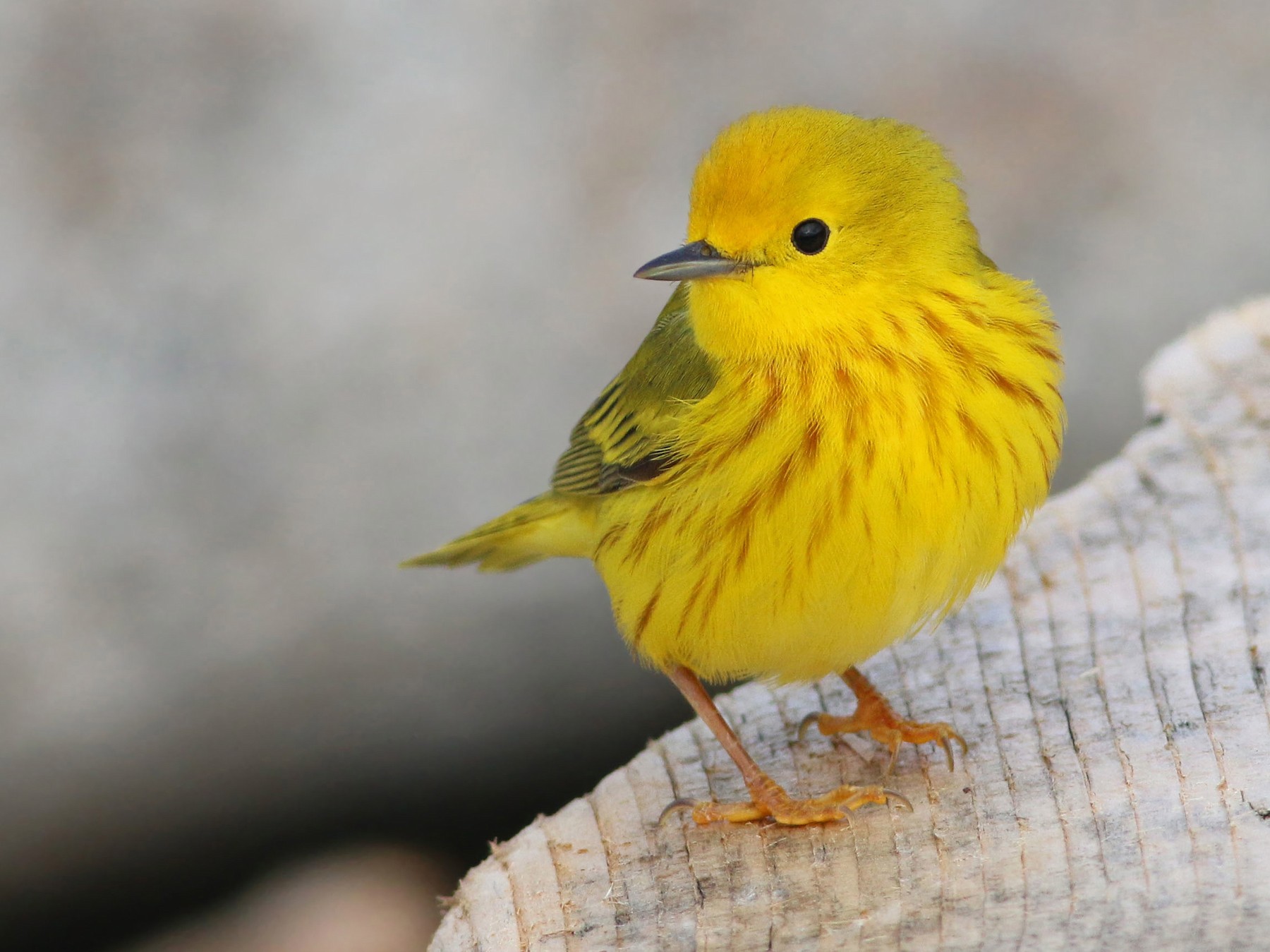 yellow warbler male and female