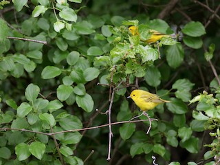 Northern/Mangrove Yellow Warbler - eBird