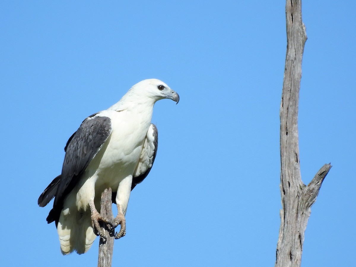 White-bellied Sea-Eagle - Gary Crouch
