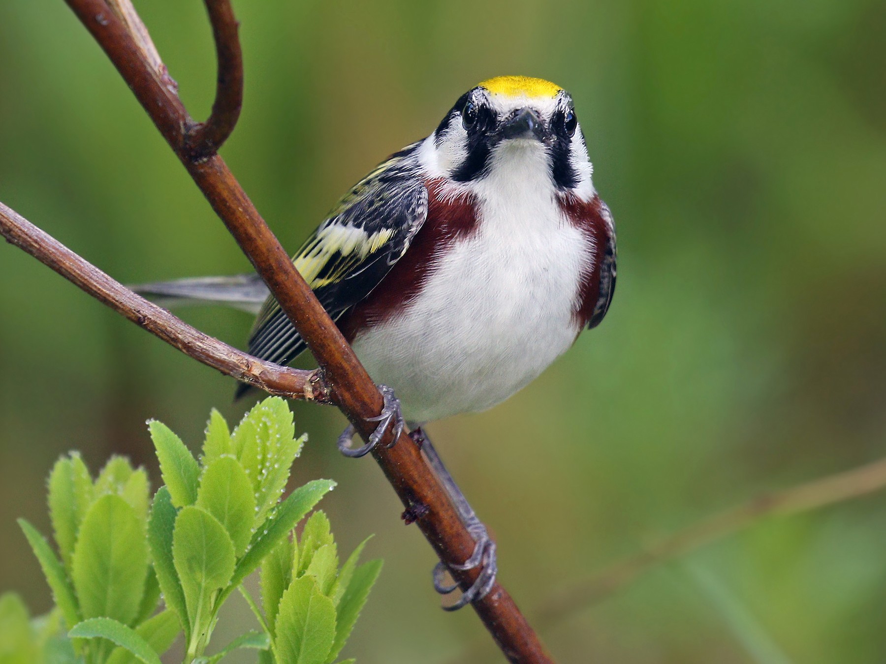 Chestnut-sided Warbler - Ryan Schain