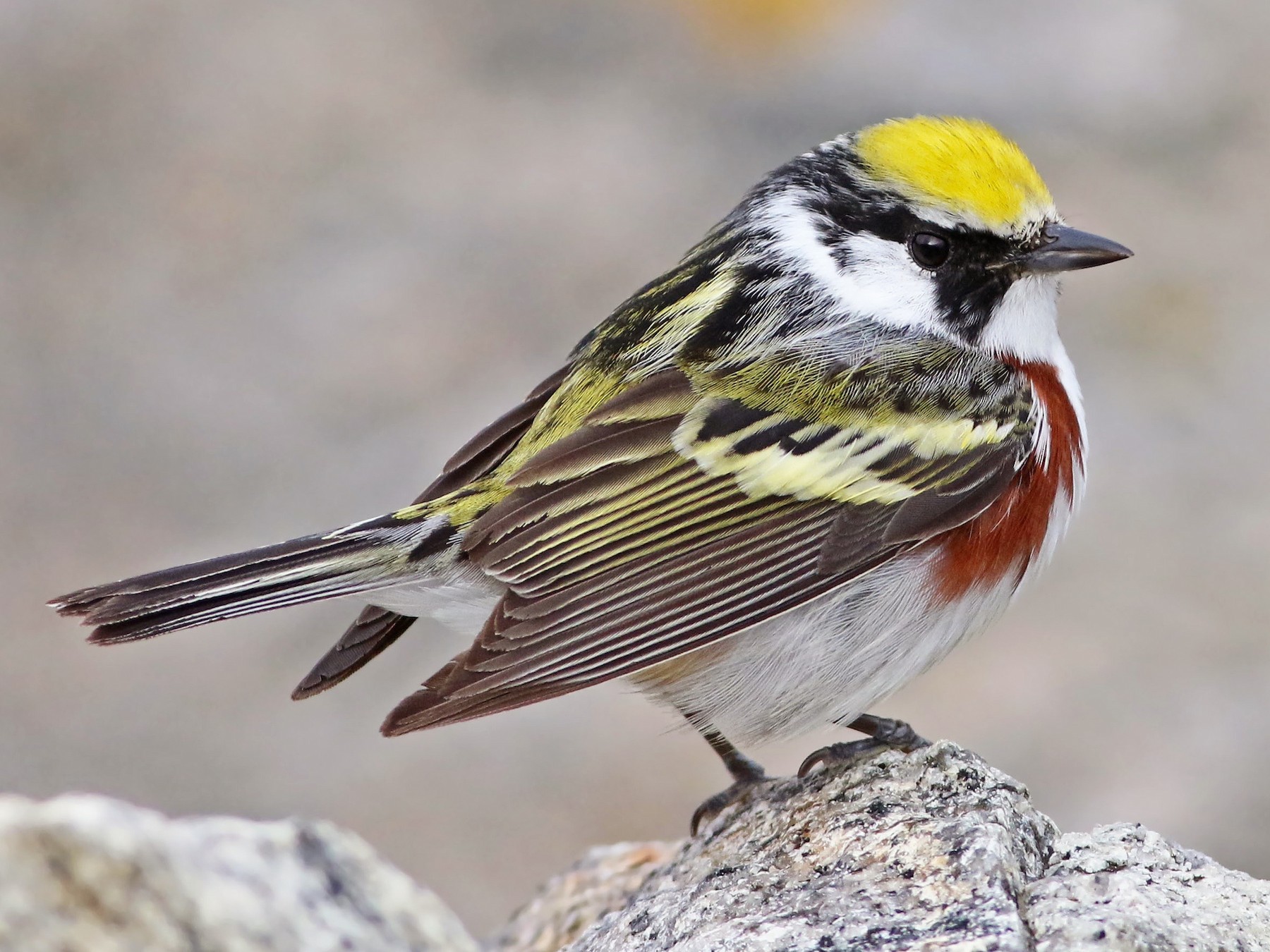 Chestnut-sided Warbler - Keenan Yakola