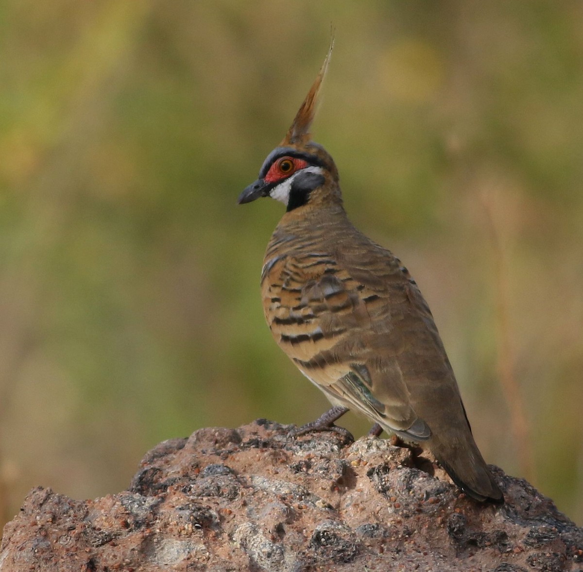 Spinifex Pigeon - ML64803741