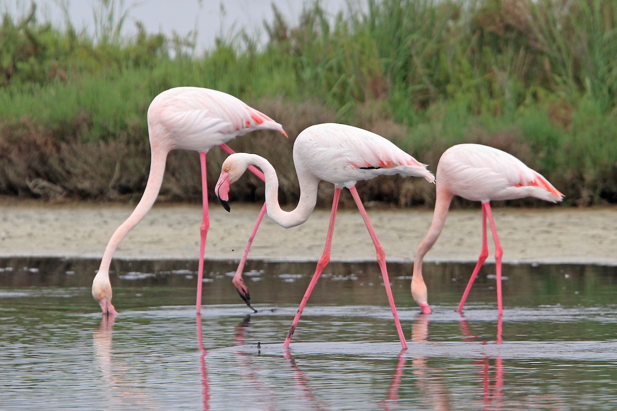 Greater Flamingo - ML64803921