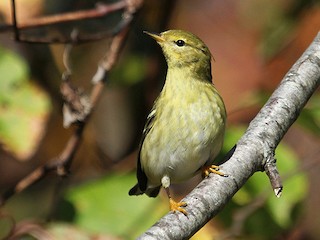 非繁殖雌鳥/未成年鳥 - Mary Keleher - ML64804611