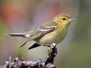 非繁殖雌鳥/未成年鳥 - Ian Davies - ML64804621