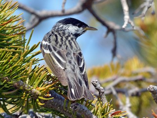 繁殖期雄鳥 - Kathy Marche - ML64804631