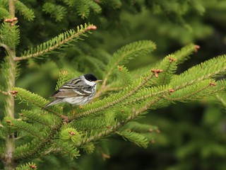 ズグロアメリカムシクイ - eBird