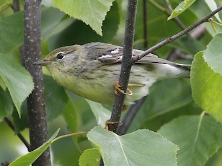 ズグロアメリカムシクイ - eBird