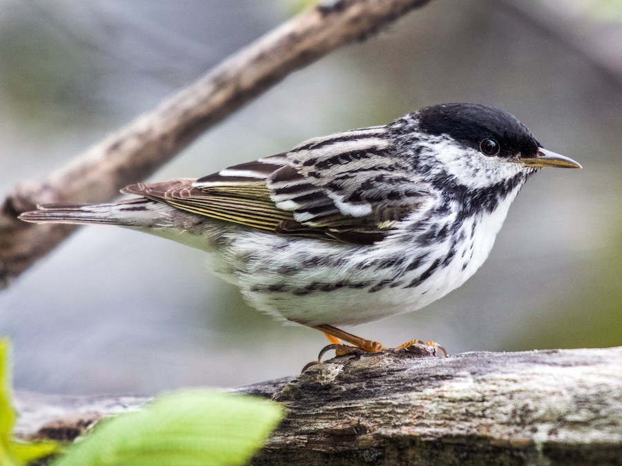 blackpoll warbler migration map