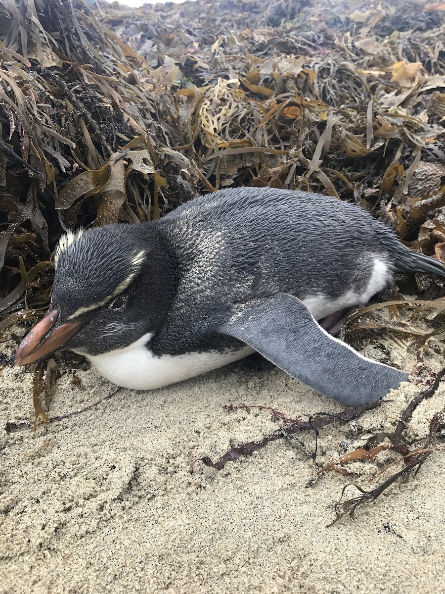 Fiordland Penguin - ML64805441