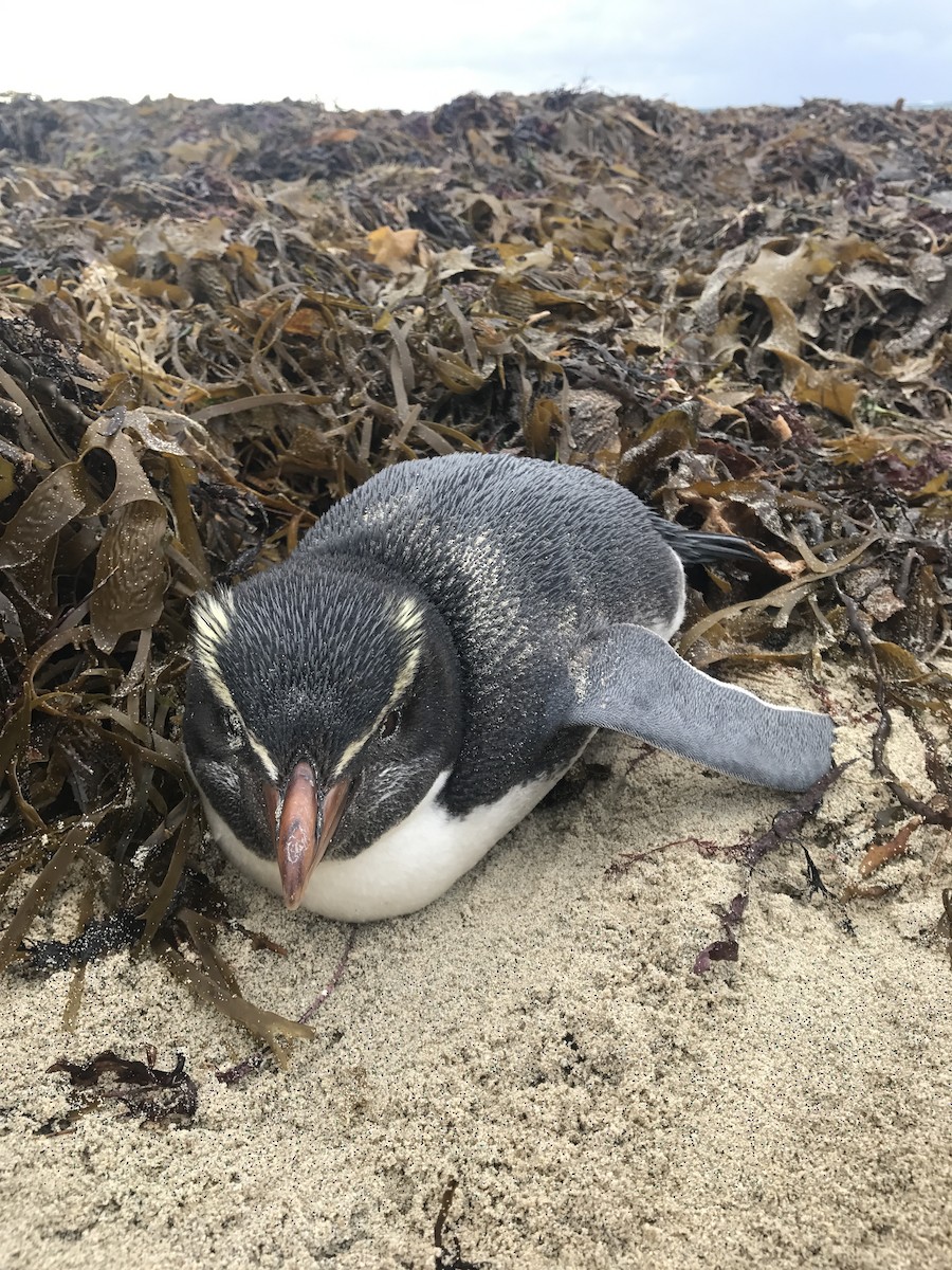 Fiordland Penguin - ML64805451
