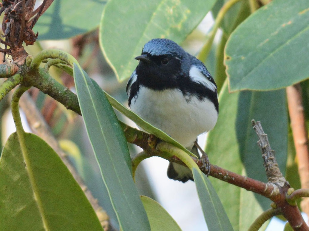 Black-throated Blue Warbler - Steve Dowlan