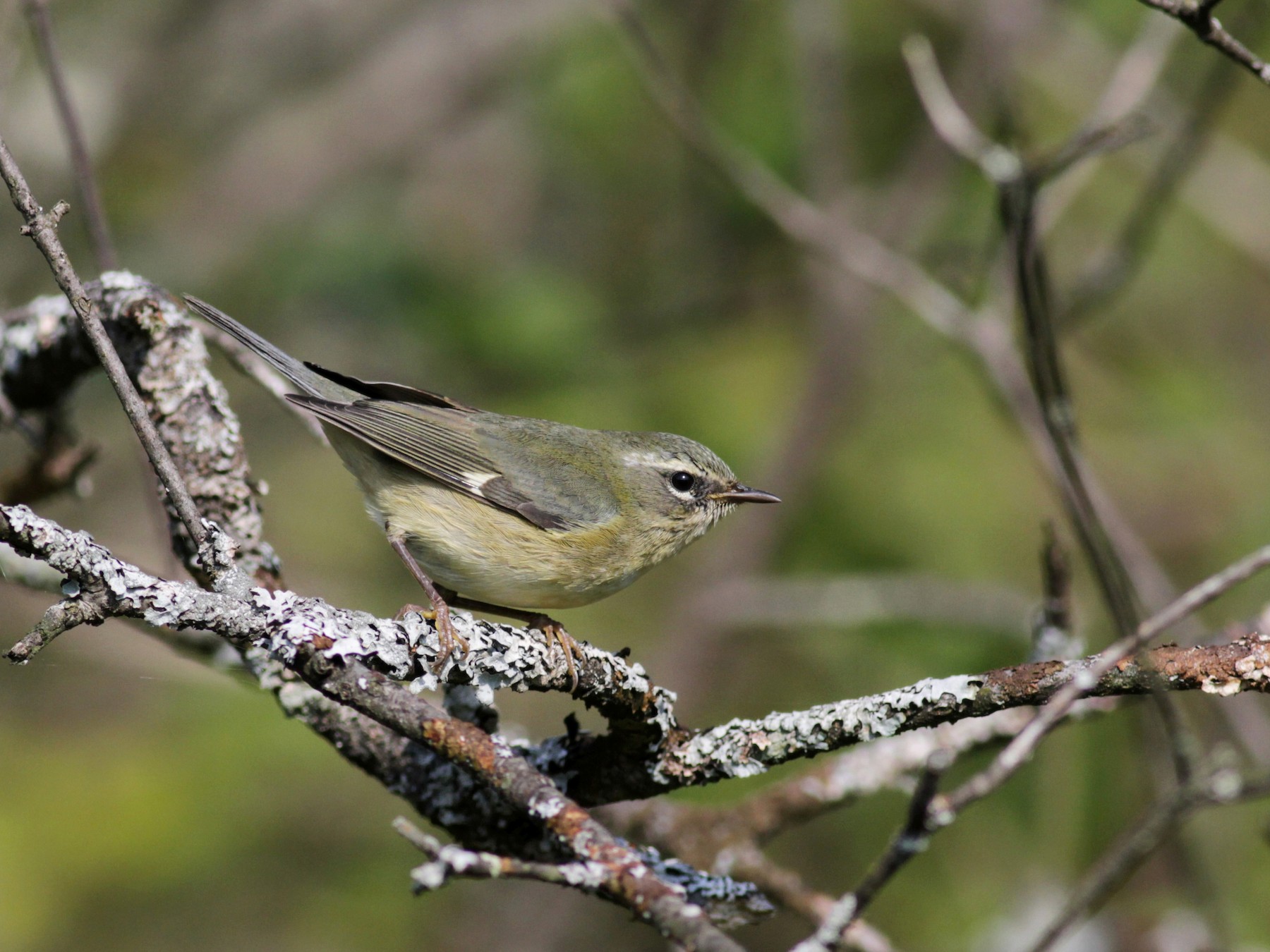 warbler Deep throated