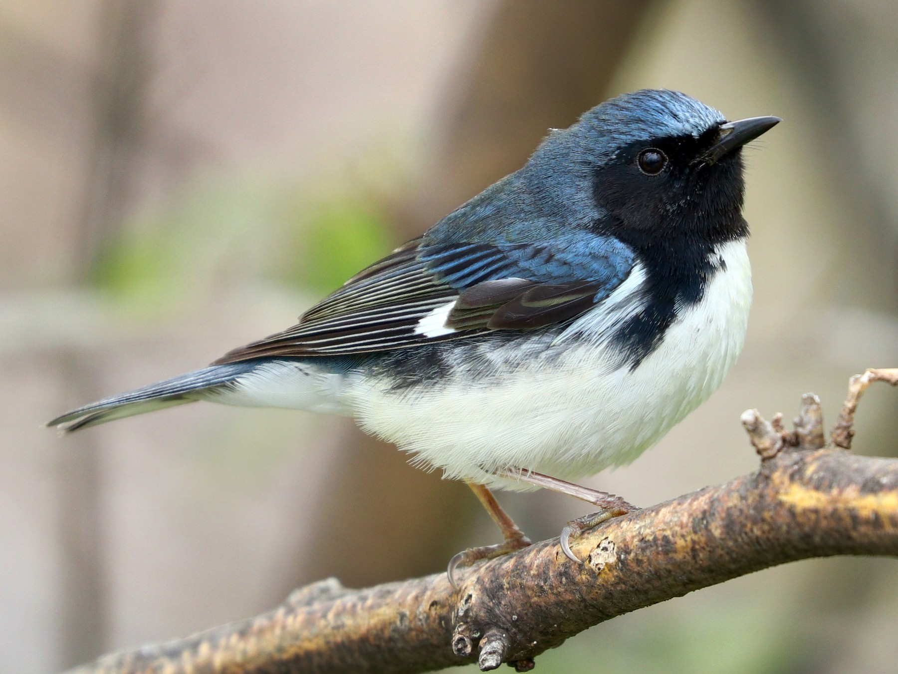 Black-throated Blue Warbler - eBird