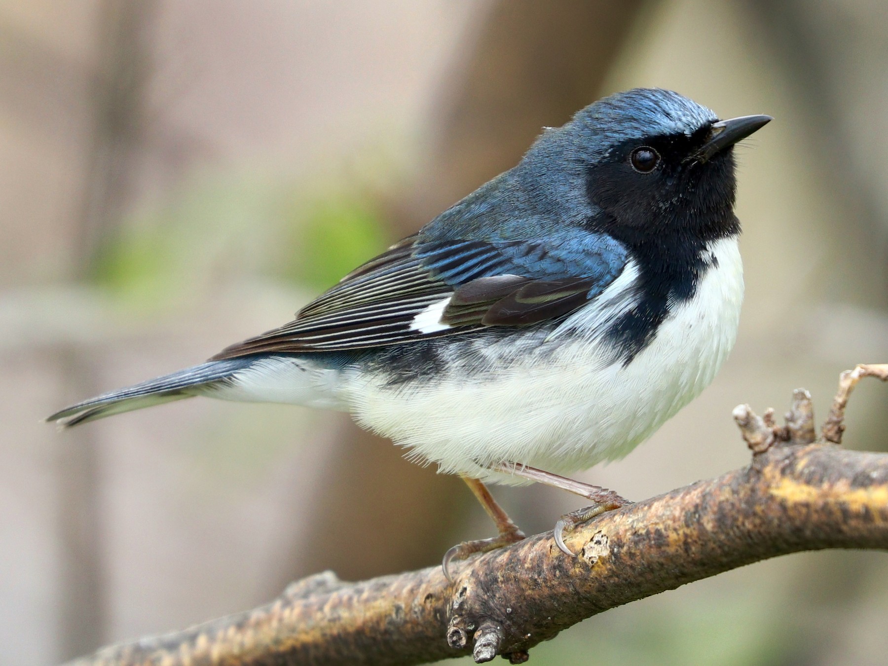 Black-throated Blue Warbler - Aaron Marshall