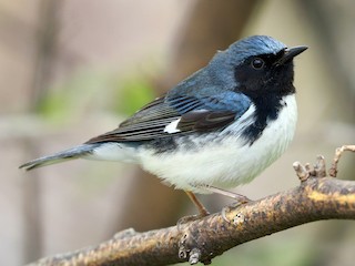  - Black-throated Blue Warbler
